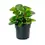 Thumbnail: Peperomia (Peperomia spp.)Plant 5 inch