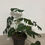 Thumbnail: Monstera Deliciosa 10 inch pot