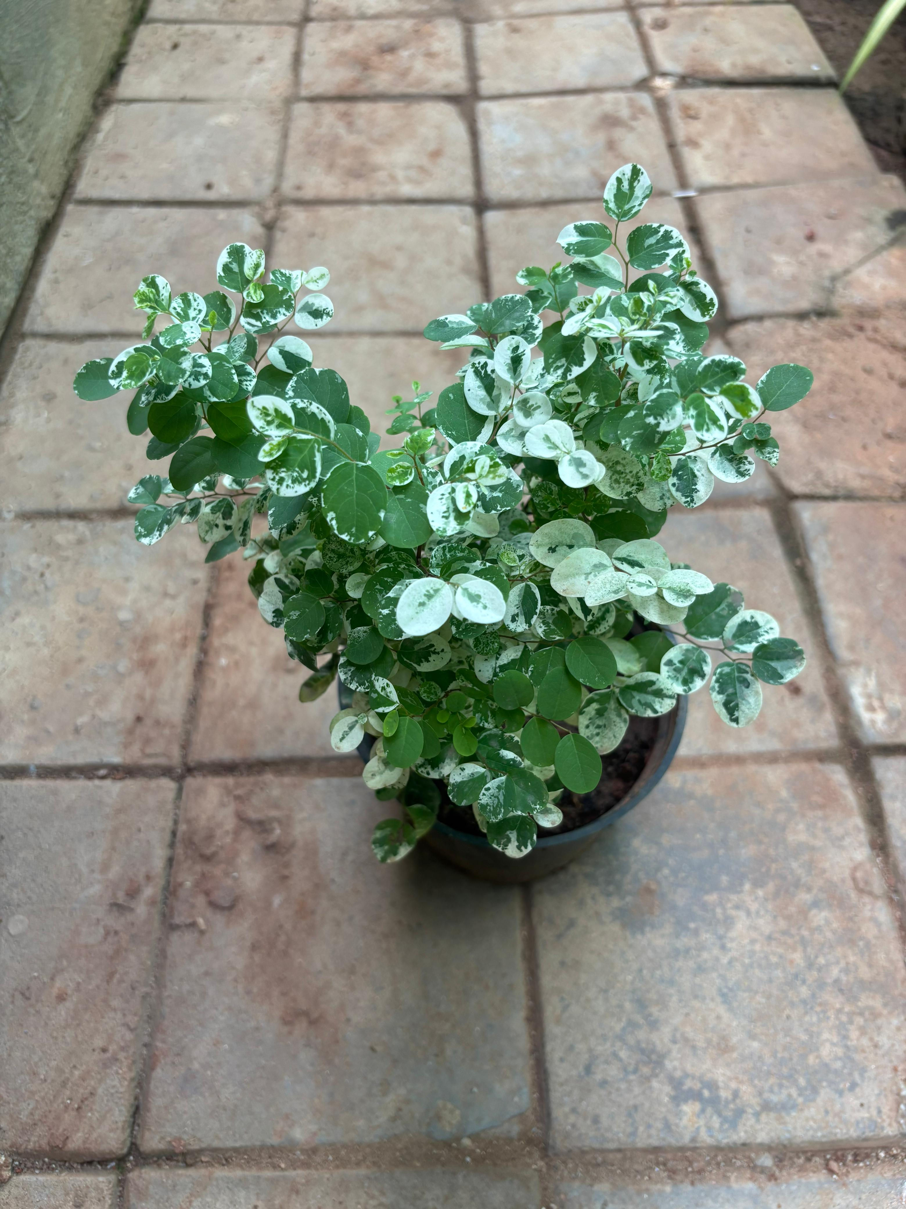 Variegated Snow Bush (Breynia disticha)