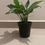 Thumbnail: Peace Lily 5 inch pot