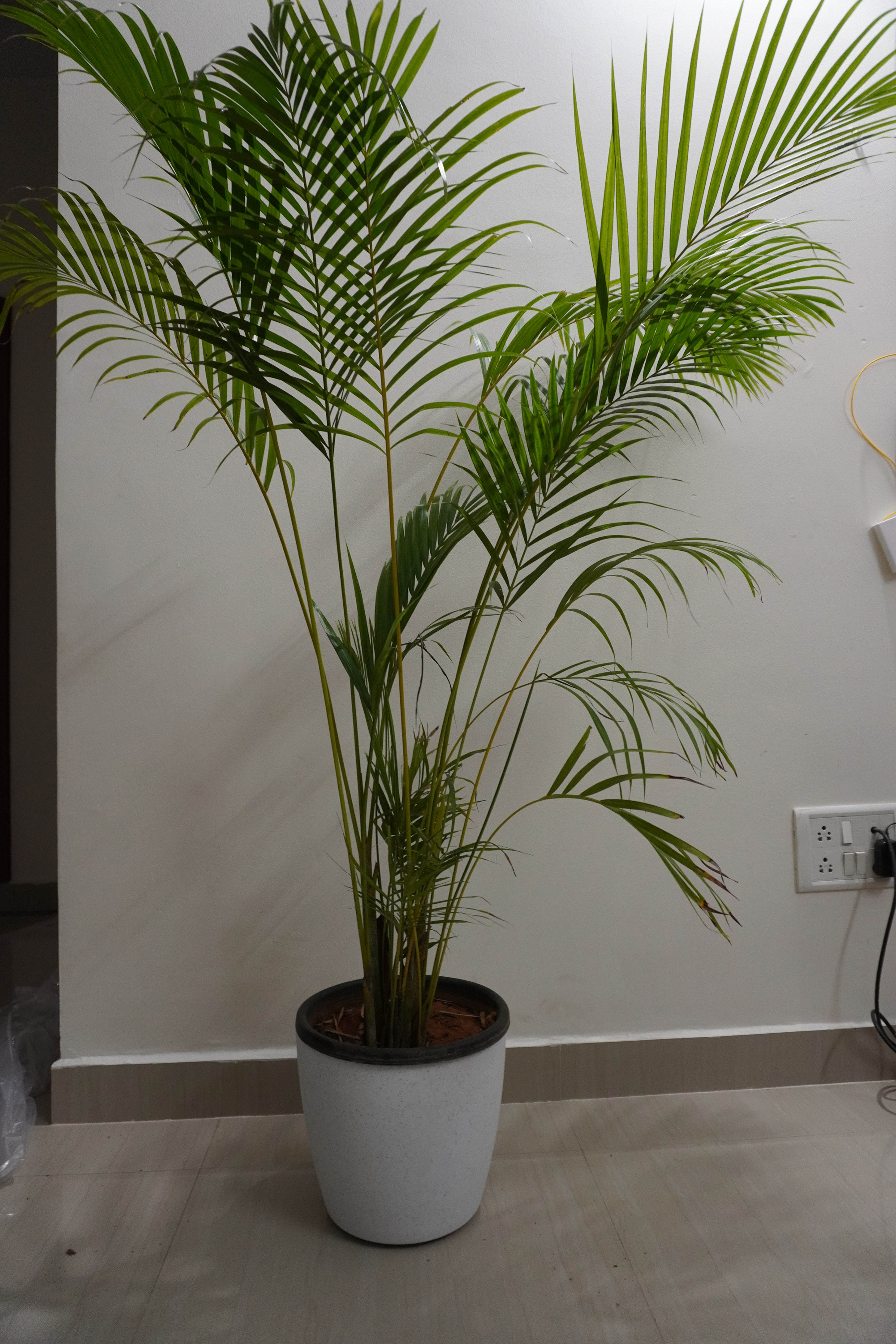 Areca Palm (Dypsis lutescens)