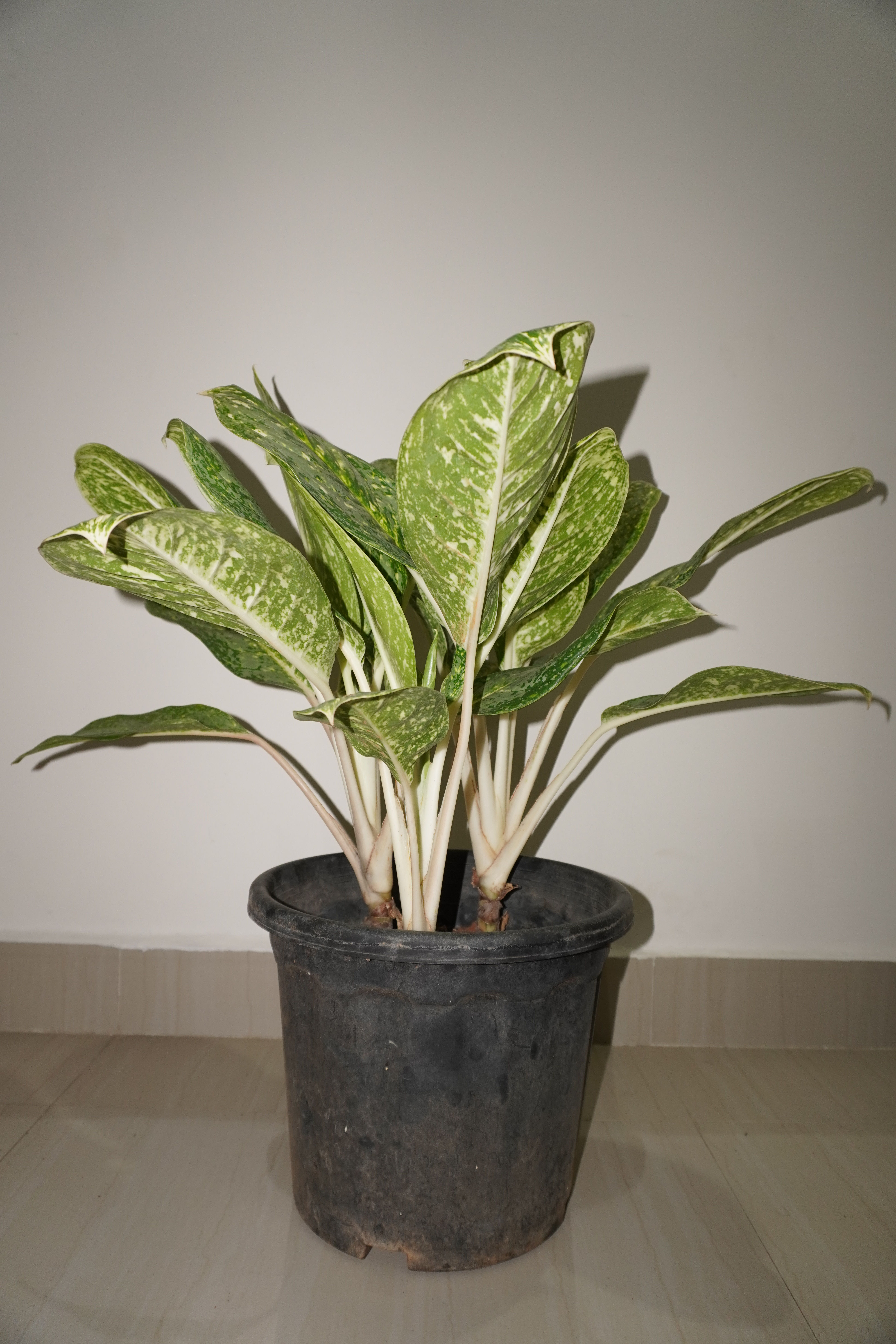 Aglaonema ‘Butterfly’ (Aglaonema commutatum ‘Butterfly’)