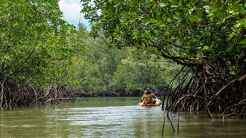 mangroves.jpg