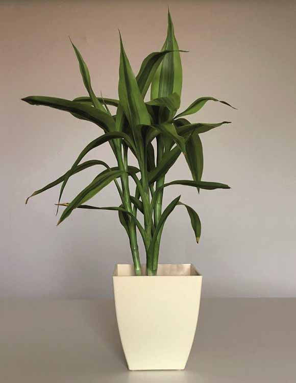 Thumbnail: Colorful Square Pots for Plants 5 inch (Pack of 4)