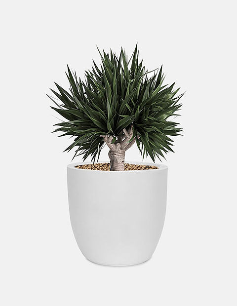 NEIGHBORHOOD SRL. BRIMTYPE PLANT POT. PP 小物 NEIGHBORHOOD SRL. BRIMTYPE PLANT POT. PP 小物