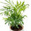 Thumbnail: Chamaedorea Elegans Plant in 5inch Ronda Planter