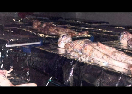 dead grey alien bodies-x files