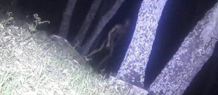 grey alien photographen by argentinian police in a park