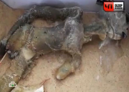 dead alien found in Russia
