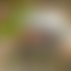 Understanding The Advantages Of A Gas Pizza Oven For Sale