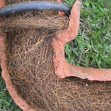Unmasking The Underground Threat: Decoding Tree Roots Blocking Drains