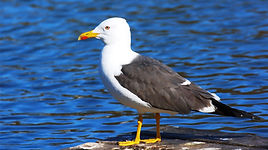 gaivota_dasa_escura_g_1.jpg