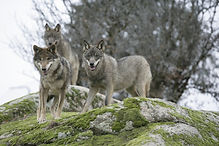 Imagem de um lobo.