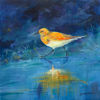 Plover