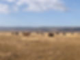 Cows 6-30.jpg