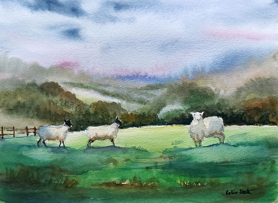 Sheep in the field.