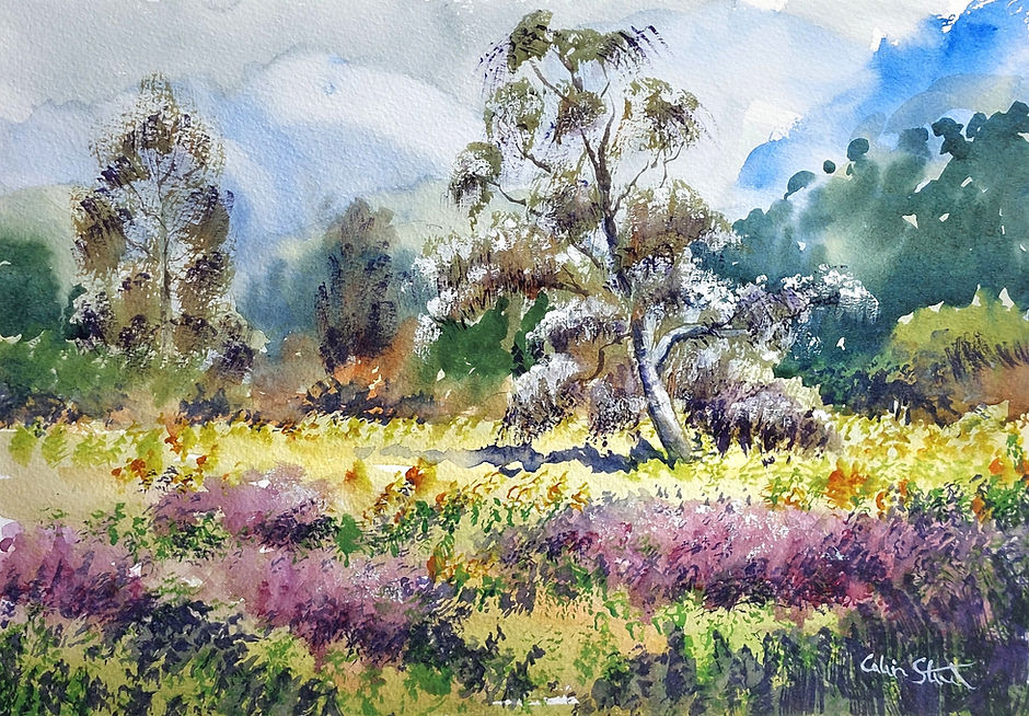 Woodland landscape.