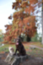 Education canine Morbihan