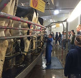 Milk Source Milking.jpg