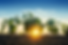 SFC Website soybean.png