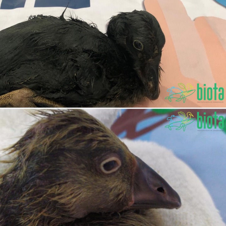 Divulgação/Biota