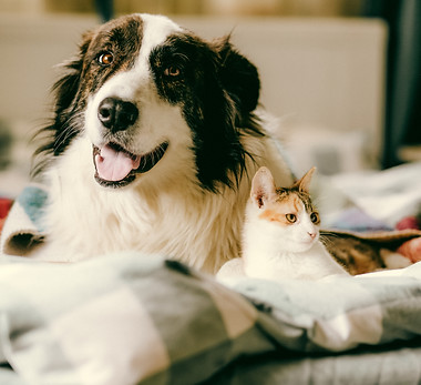 cute little cat and dog in bed at home.jpg