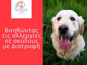 Βοηθώντας τις αλλεργίες σε σκύλους με Διατροφή