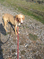 cases Animal Alternative Therapy