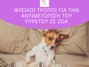 Φυσικοί τρόποι για την αντιμετώπιση του πυρετού σε ζώα