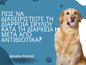 Πώς να διαχειριστείτε τη διάρροια σκύλου κατα τη διάρκεια ή μετά από αντιβιοτικά?
