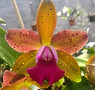 7-0149 C. leopoldii x Blc Durigan.jpg