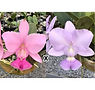 7-0156 C. walkeriana (vinicolor x coerulea) 2.jpg