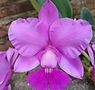 7-0151 C. walkeriana tipo (Tuta x Carola).jpg
