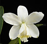 7-0112 Cattleya loddigesii var. Alba.jpg