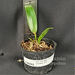 Blc Durigan x Blc Suzuki Galaxy A-3