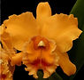 x7-0459 Blc (Rattanakosin x Vichitr Gold) x Blc Golden Slippers.jpg