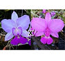 7-0324 C. walkeriana flamea (D. Leda x Carina) x Cambara x Lineata).jpg