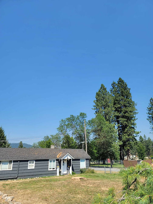 large tree after removal