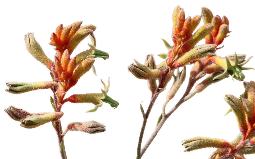 Kangaroo Paw