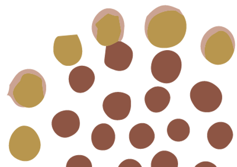 Bibbulmun Motif