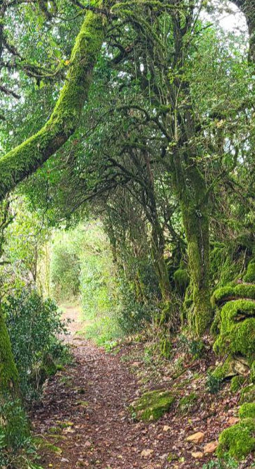 L'image contient un chemin qui représente symboliquement celui que la personne qui s'initie au Reiki suit pas à pas vers plus de connaissance de soi, de spiritualité, de ressentis.