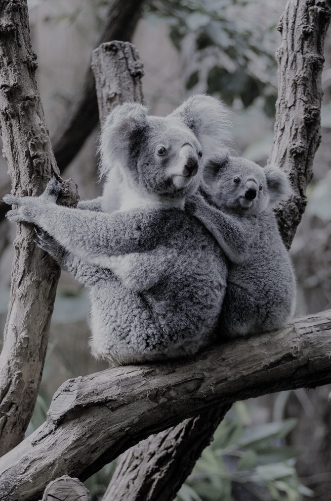 ¿Sois koalas? ¡Sí!