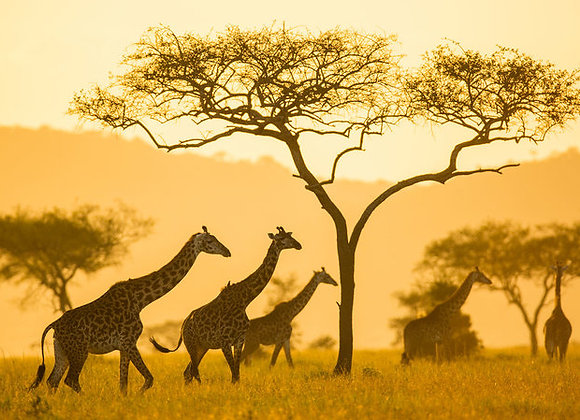 TANZANIA