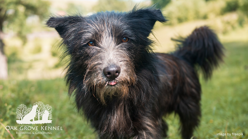 Shaggy black dog in a sunny field, looking at the camera. Logo reads “Oak Grove Kennel” on grass foreground.