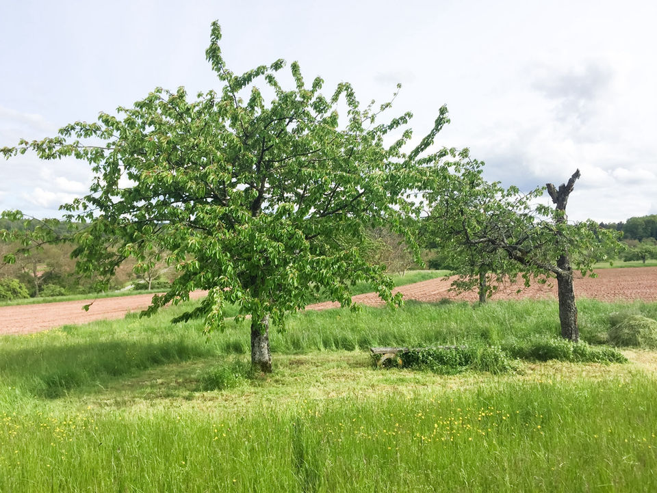 Bäume auf einer Wiese