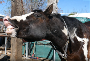 Learning How to Ride as an Adult: The Treasure I Found in the Saddle