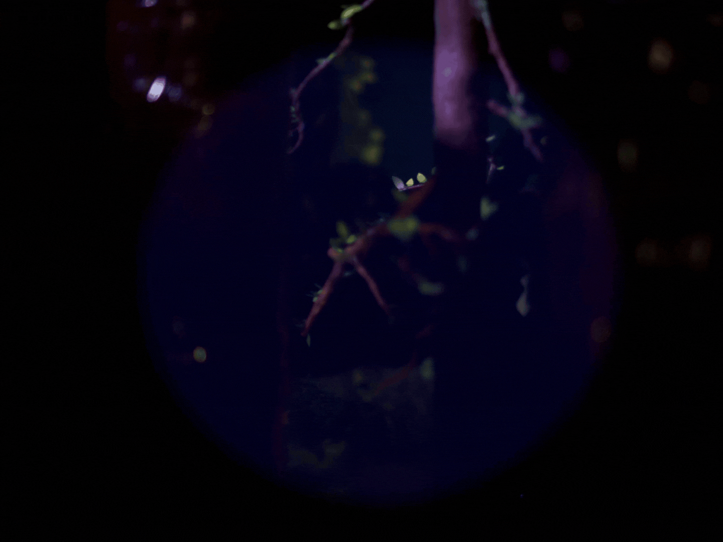 Untitled design (2).gif