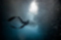 A woman freediver swim underwater with a