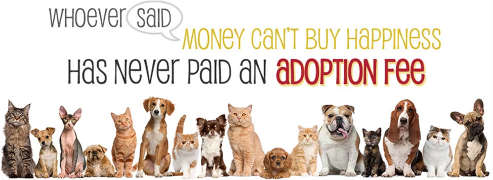 Pet adoption montreal west island dog adoption cat adoption spca animatch