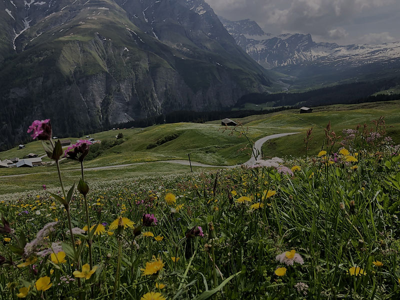 Berglandschaft, Blumenwiese Graubünden